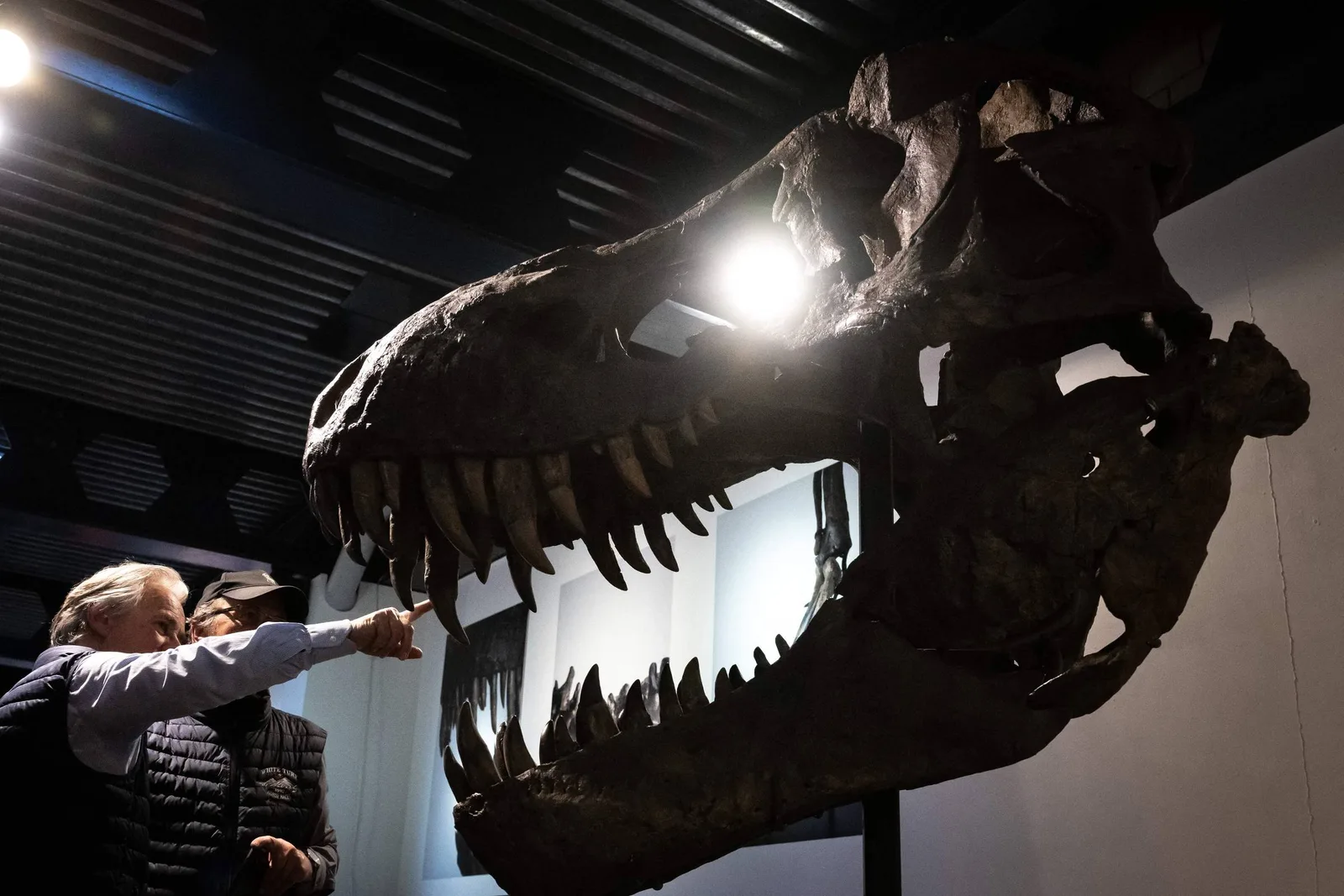 Dentes indicam que o T. rex mantinha temperatura corporal elevada