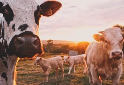 Carne bovina responde pela maior parte da queda nas vendas à China em agosto