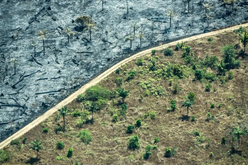 Brasil registra 26 mortes de defensores ambientais em 2025, diz Global Witness