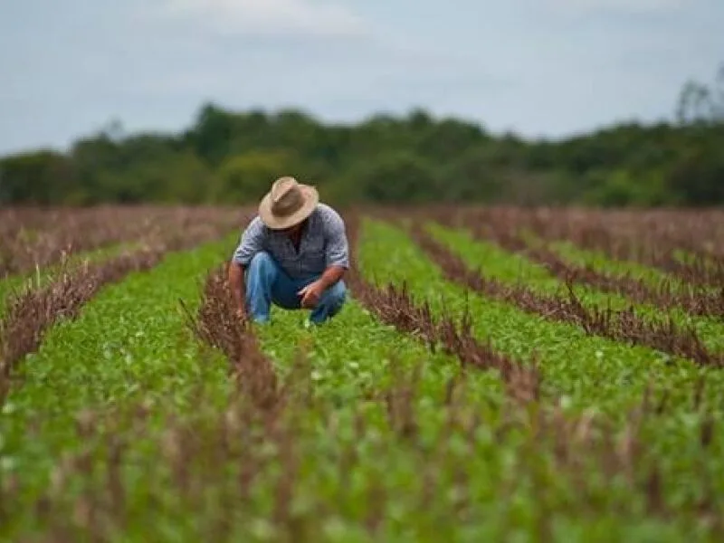 Seguro rural passa a garantir prioridade no crédito e prazos para indenização
