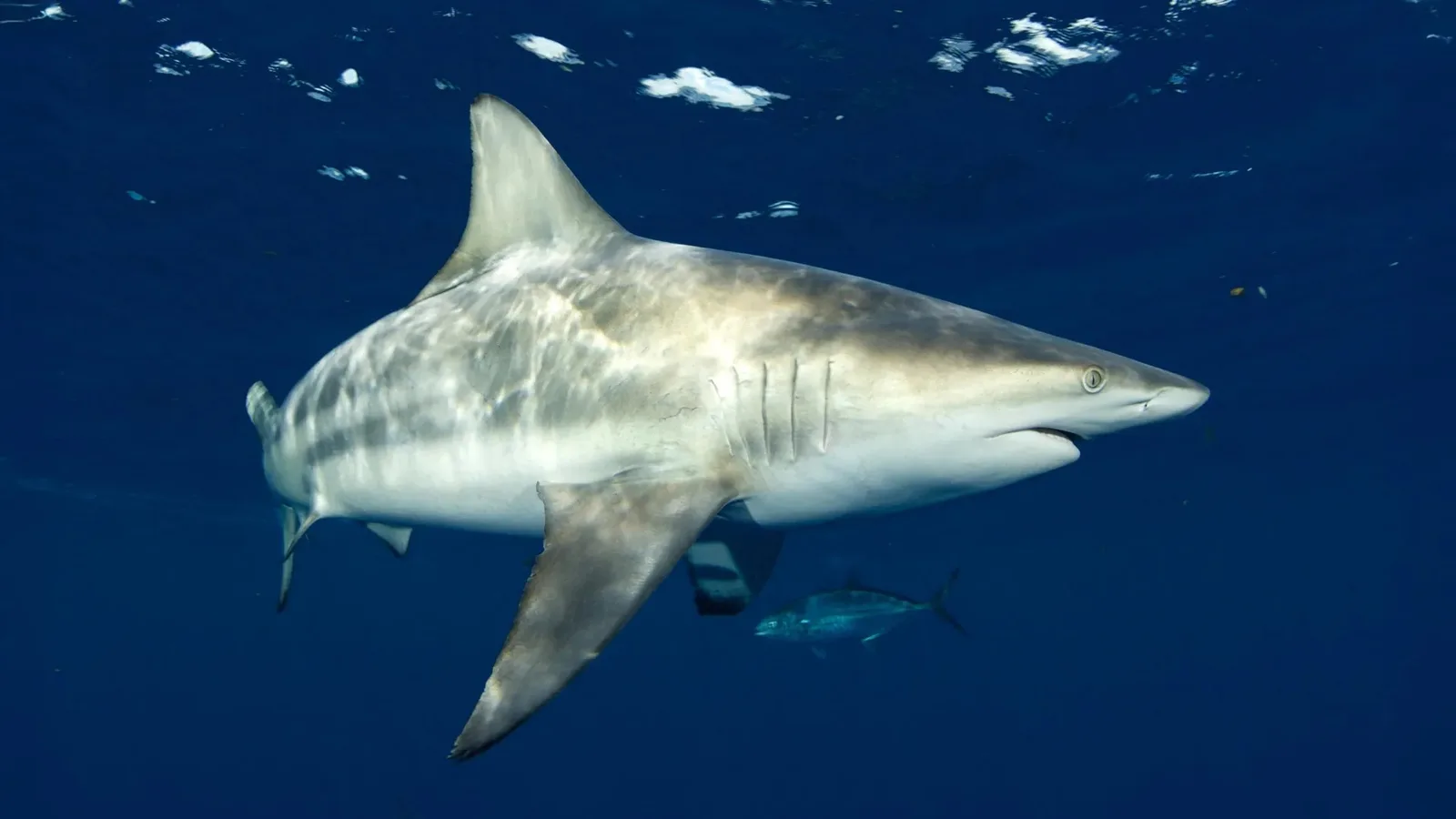 Estudo mostra como tubarões-galha-preta localizam sons no oceano