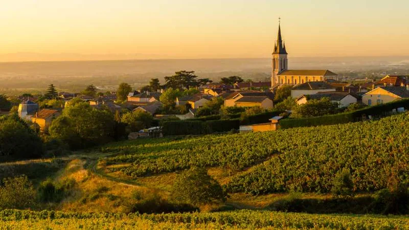 Gamay e Beaujolais conquistam espaço entre os grandes vinhos franceses