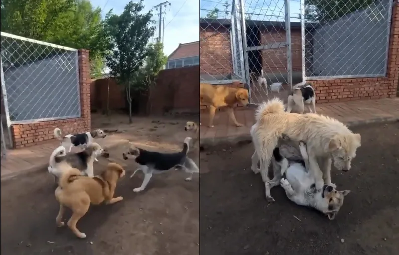 A ciência por trás do mito do macho alfa entre lobos, primatas e humanos