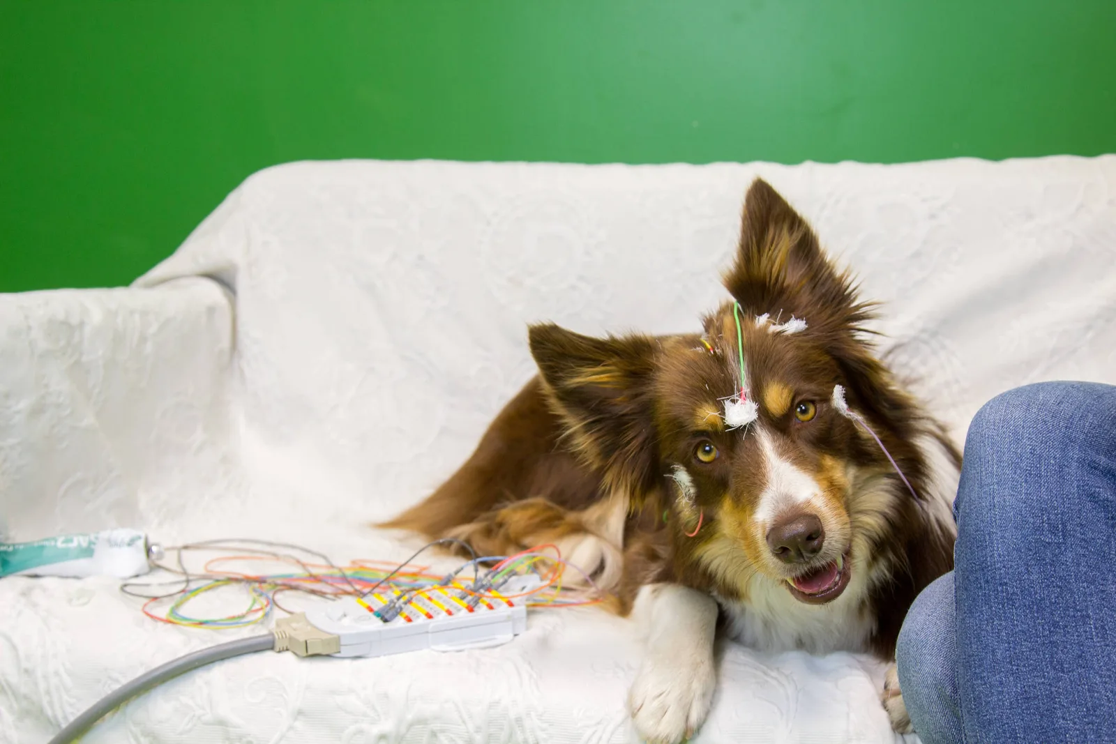 Cães e humanos mostram padrão cerebral semelhante ao ouvir consoantes