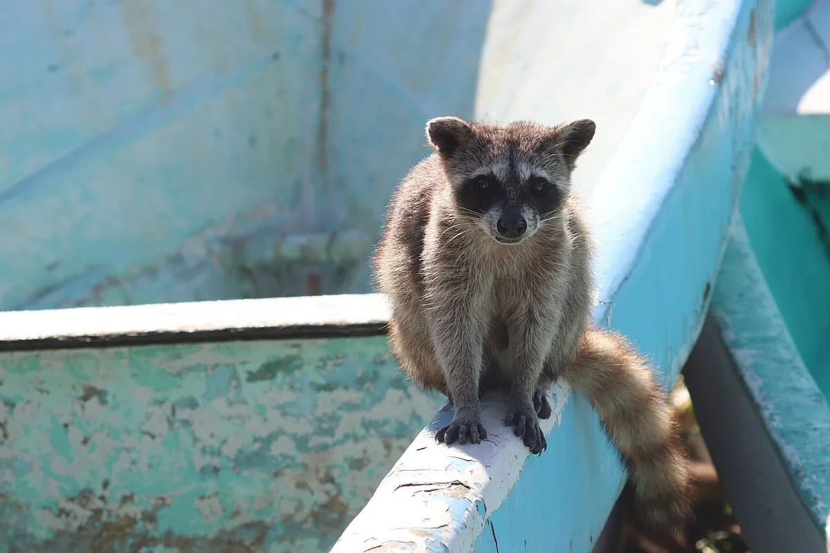 Irmão repete brinquedo criado por guaxinim-pigmeu em Cozumel