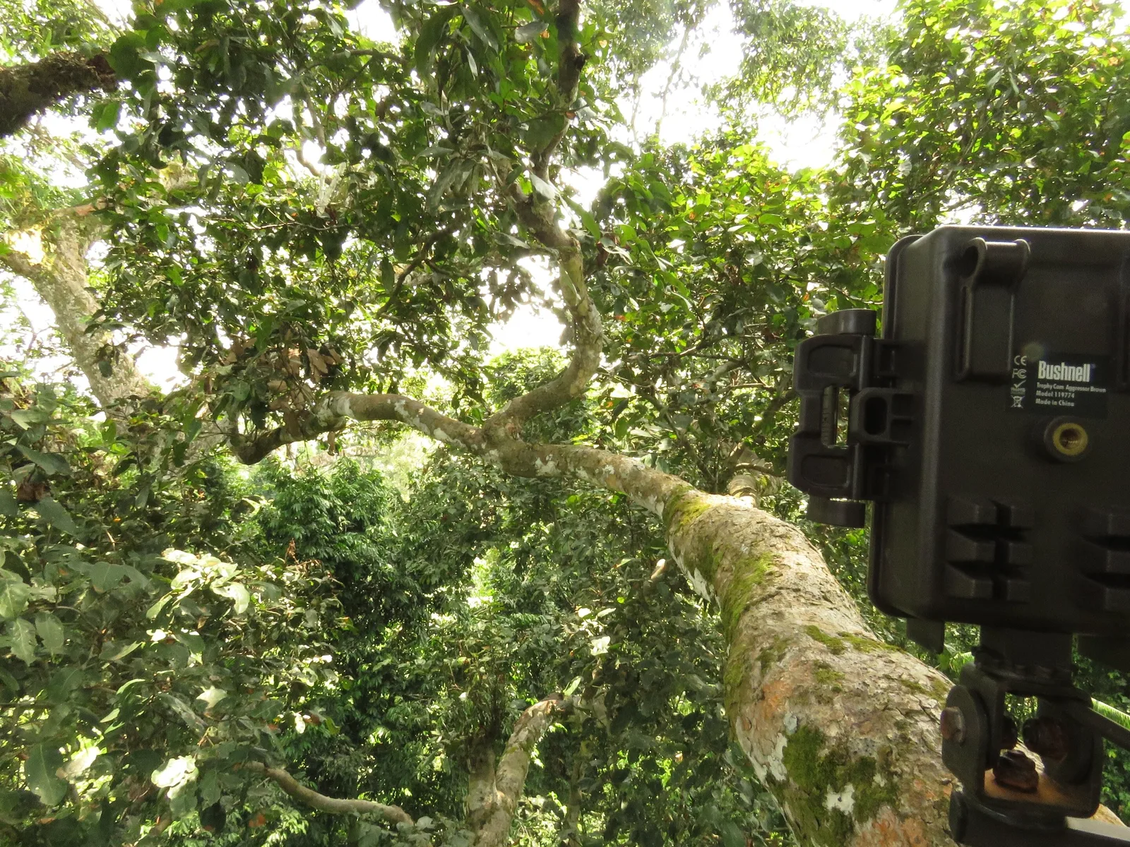 Câmeras mostram como mamíferos ocupam diferentes alturas na floresta do Congo