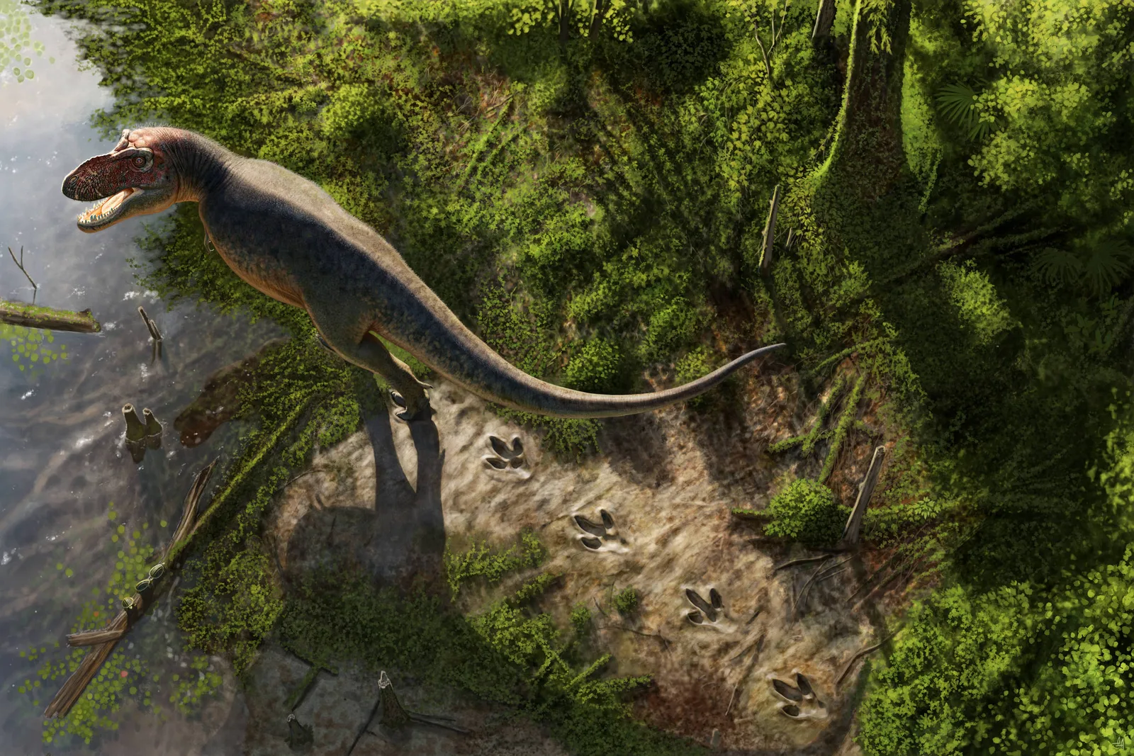 Rastro de quatro marcas reforça identificação de um T. rex adulto