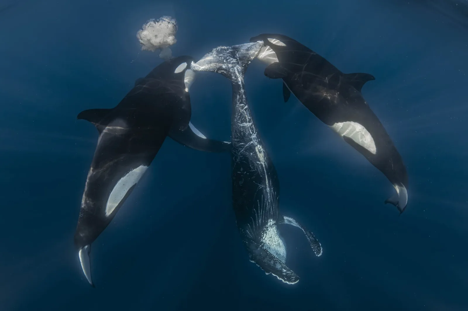 Fotos de cavalos-marinhos e orcas vencem concurso marinho de 2026
