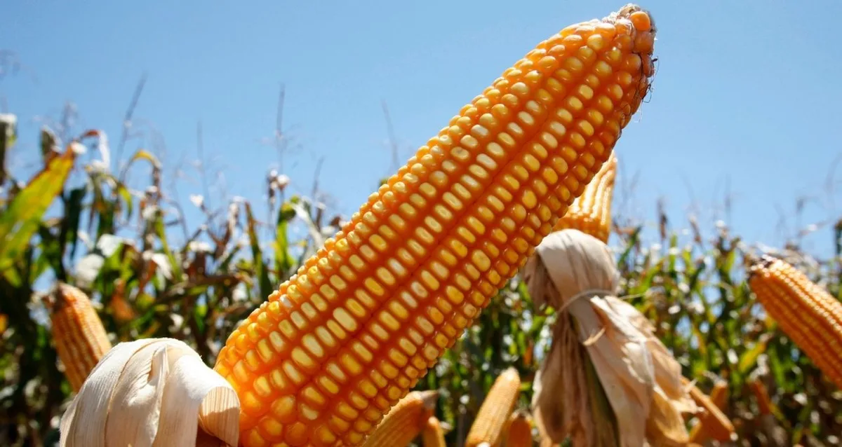 Calor acelera ciclos agrícolas e pressiona produção de milho na Europa