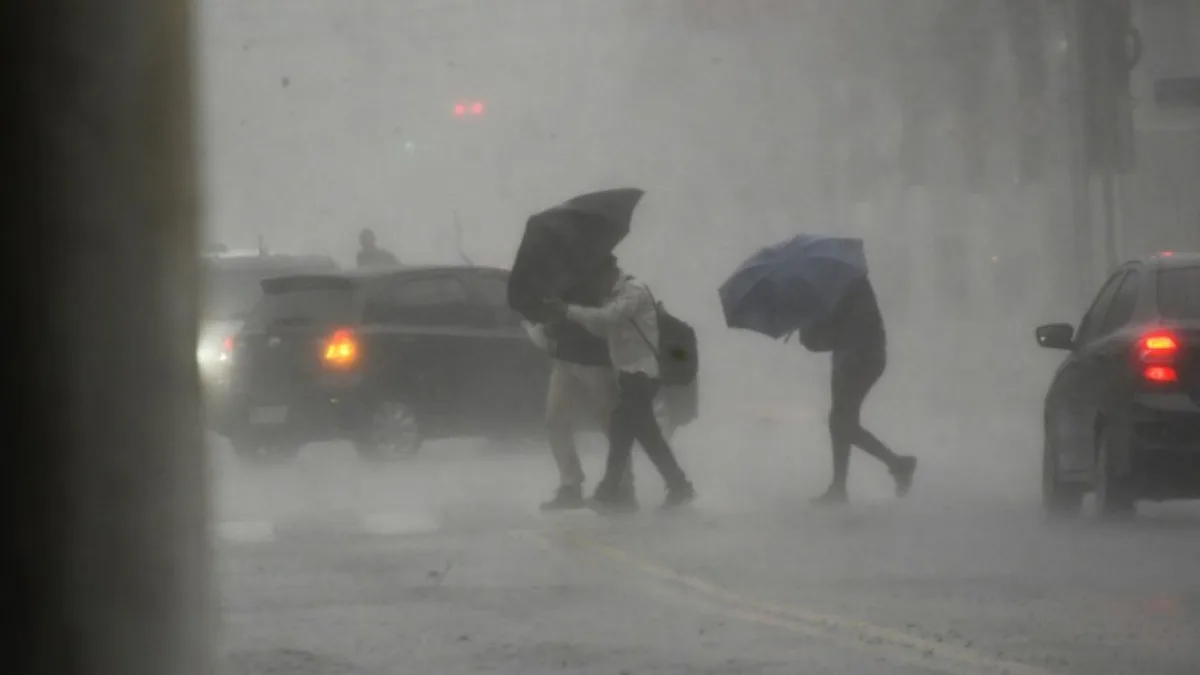 Temporal provoca quedas de árvores e danos em cidades de São Paulo