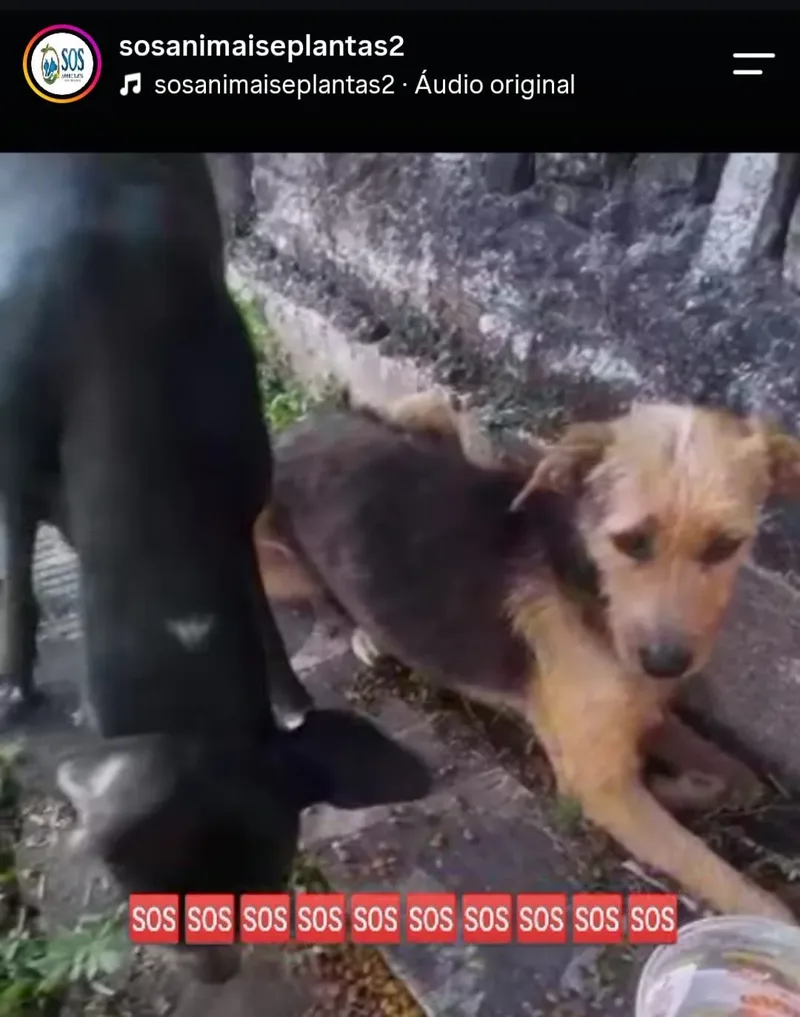 Casos de abandono expõem cobrança por políticas de proteção animal em João Pessoa