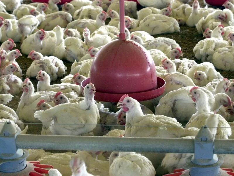 UE aprova protocolos e se aproxima de retomar compras de frango do Brasil