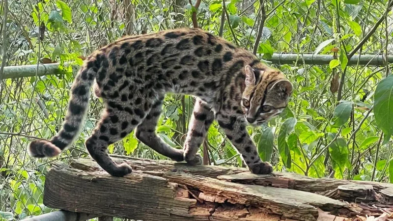 DNA identifica nova espécie de felino nas florestas da Bolívia