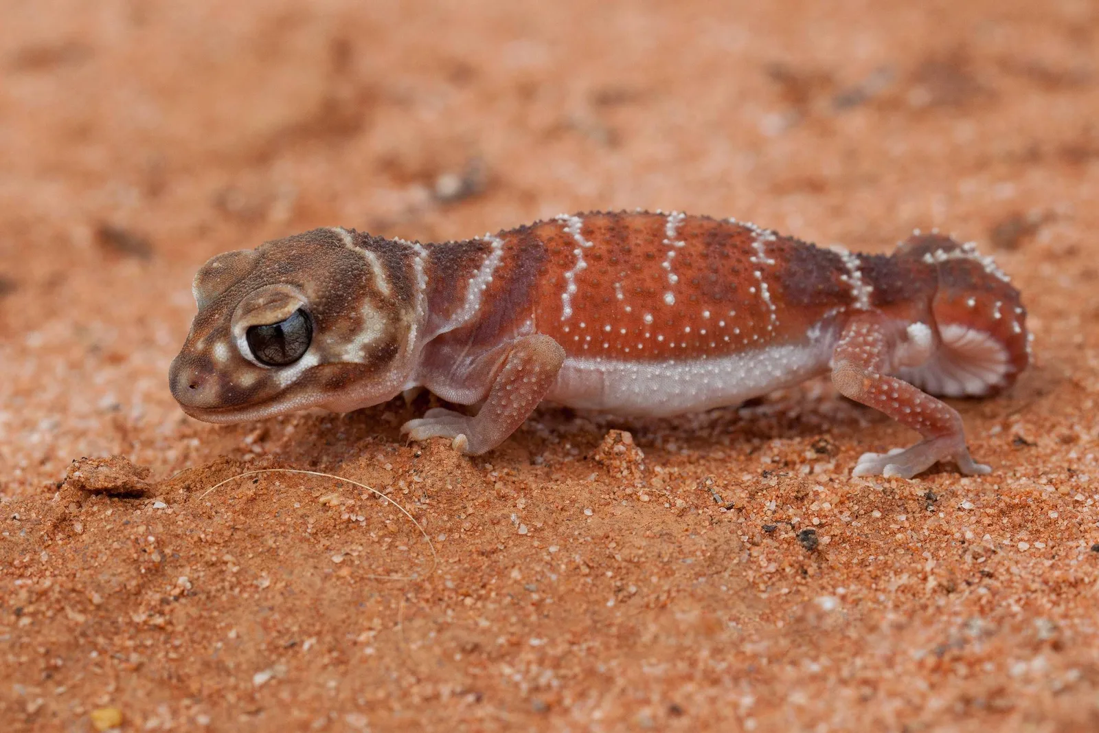 Estudo identifica 17 cromossomos ancestrais ligados ao sexo em lagartixas