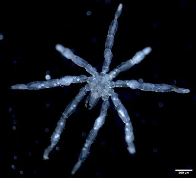 Pesquisa descreve Callipallene pilosuspedes e Tanystylum kiixin no Mar de Salish