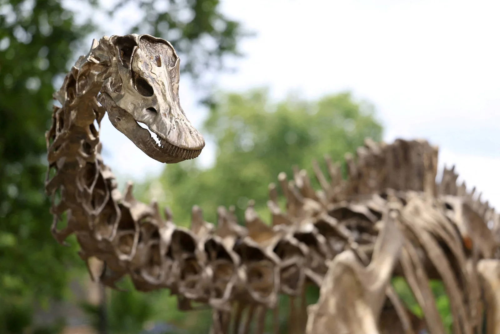 Estudo identifica primeira evidência de Diplodocus fora da América do Norte