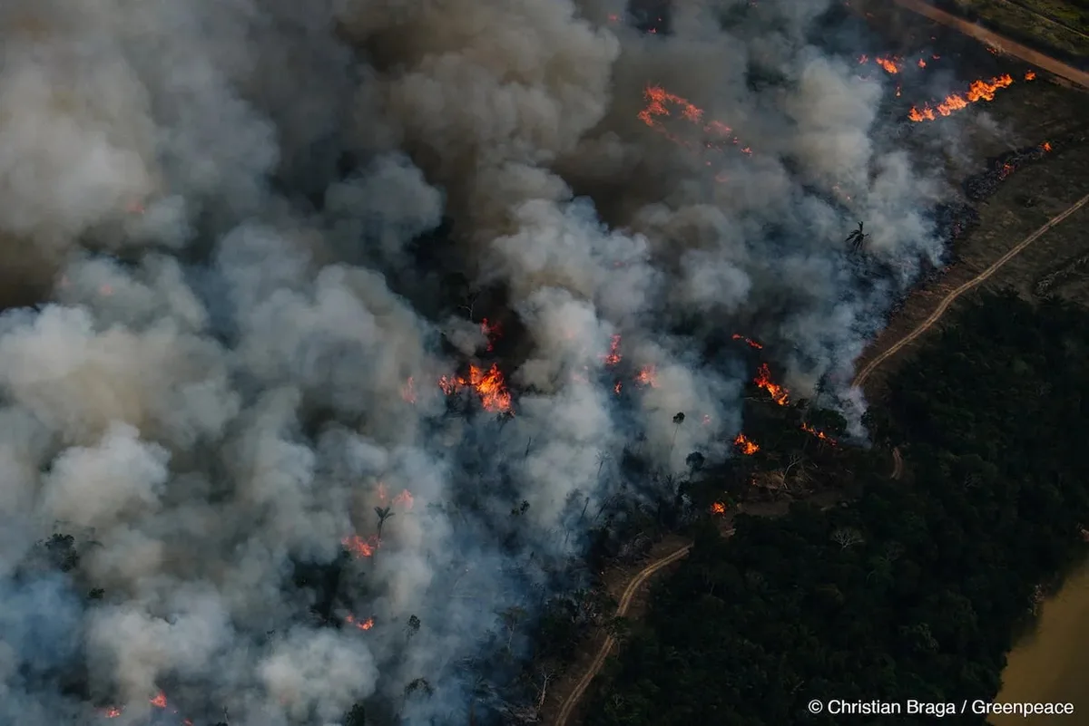 Ozônio de incêndios reduz absorção de carbono pela Amazônia