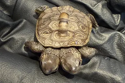 Filhote de tartaruga-diamante com duas cabeças é achado em Massachusetts