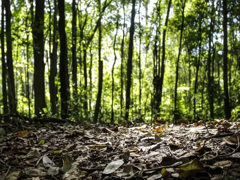 Produção florestal brasileira chega a R$ 47,9 bilhões em 2025