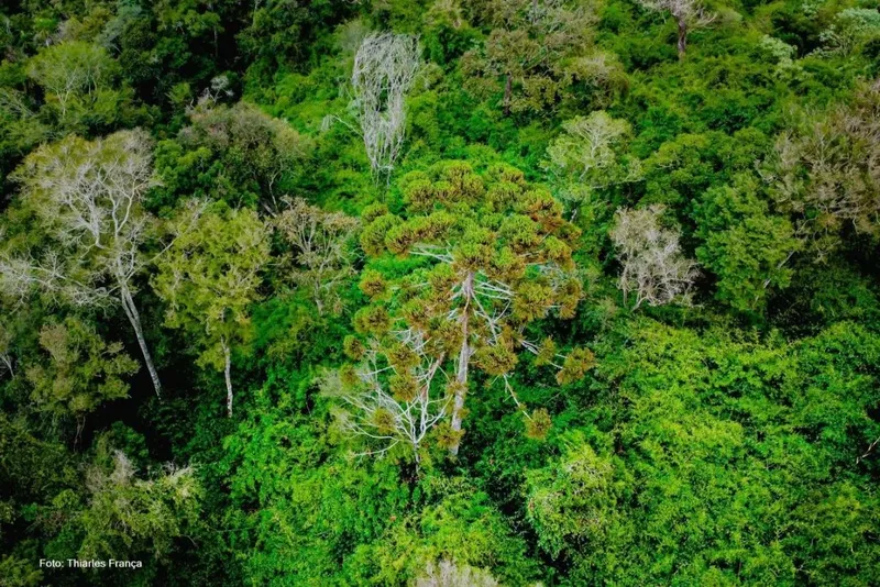 Mata Atlântica registra menor desmatamento em 40 anos de monitoramento
