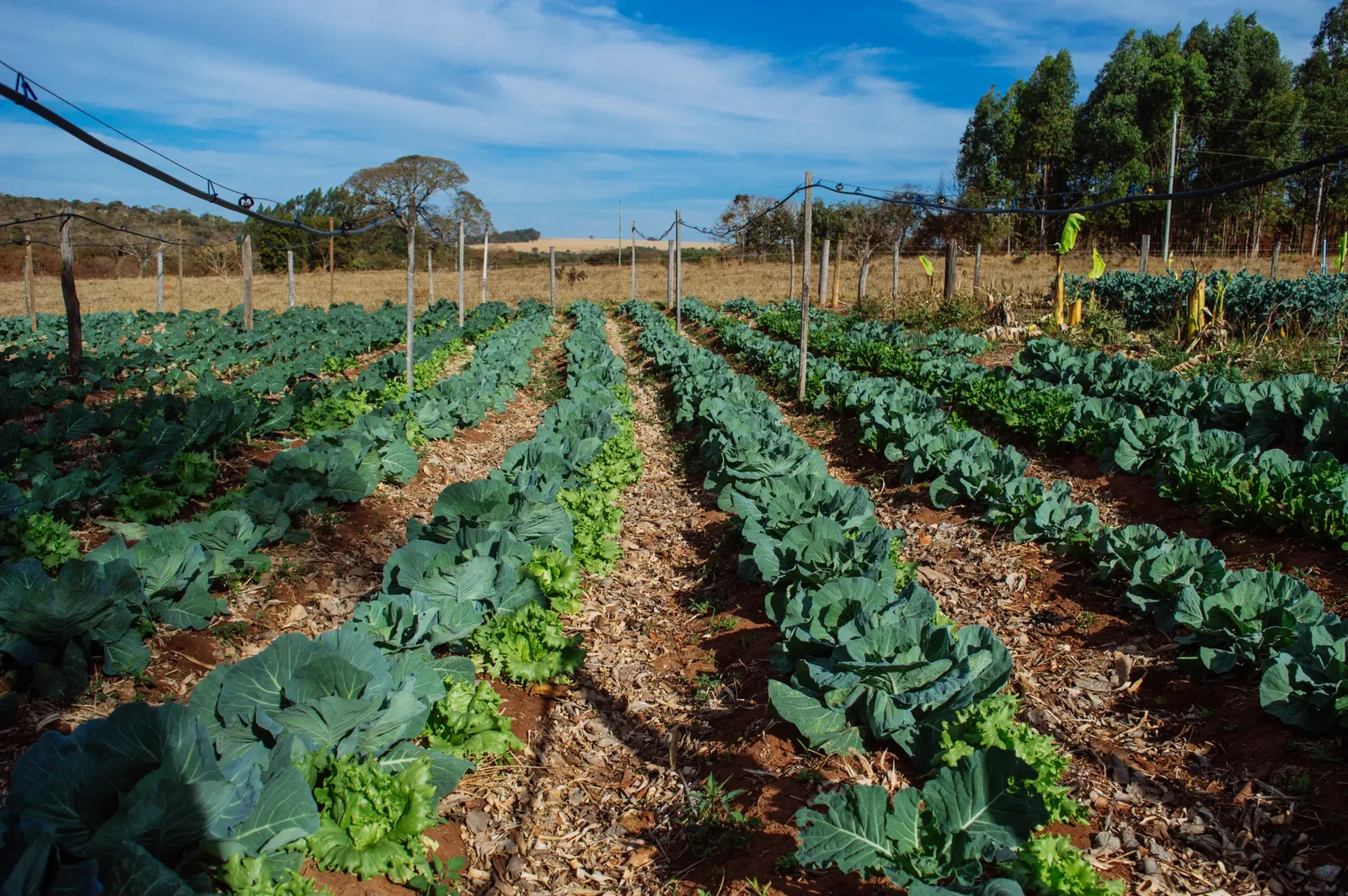 Estudo aponta disputa no Congresso sobre agroecologia e destaca atuação de partidos