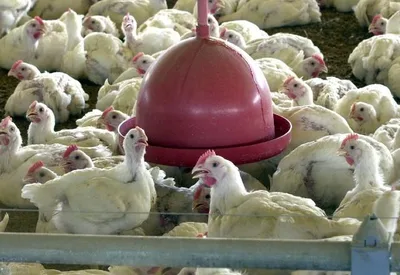 Comissão Europeia aprova controles brasileiros para frango e mel