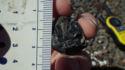 Fezes fossilizadas revelam penas de ave aquática do fim do Cretáceo