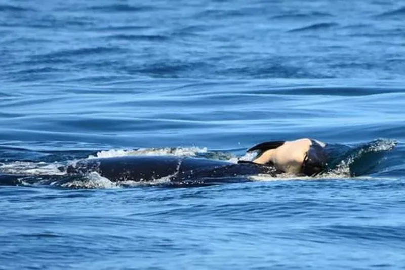 Estudo registra cuidado de jubarte com filhote morto no fundo do mar