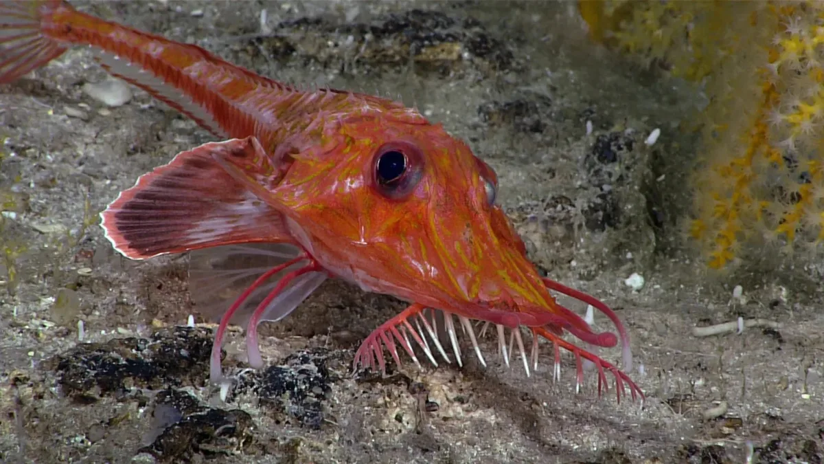 Peixe de águas profundas é filmado andando para trás no Mar da China Meridional
