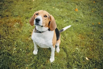 Beagles editados por CRISPR não produzem proteína ligada a alergias