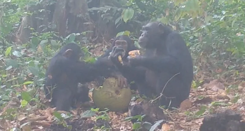 Laços de amizade alteram roubos e reações emocionais entre chimpanzés