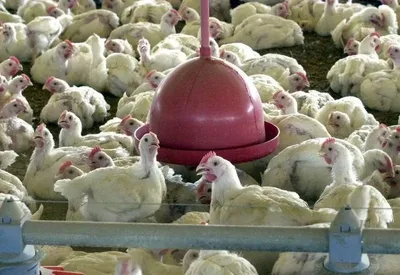 União Europeia autoriza volta de aves e mel brasileiros às importações