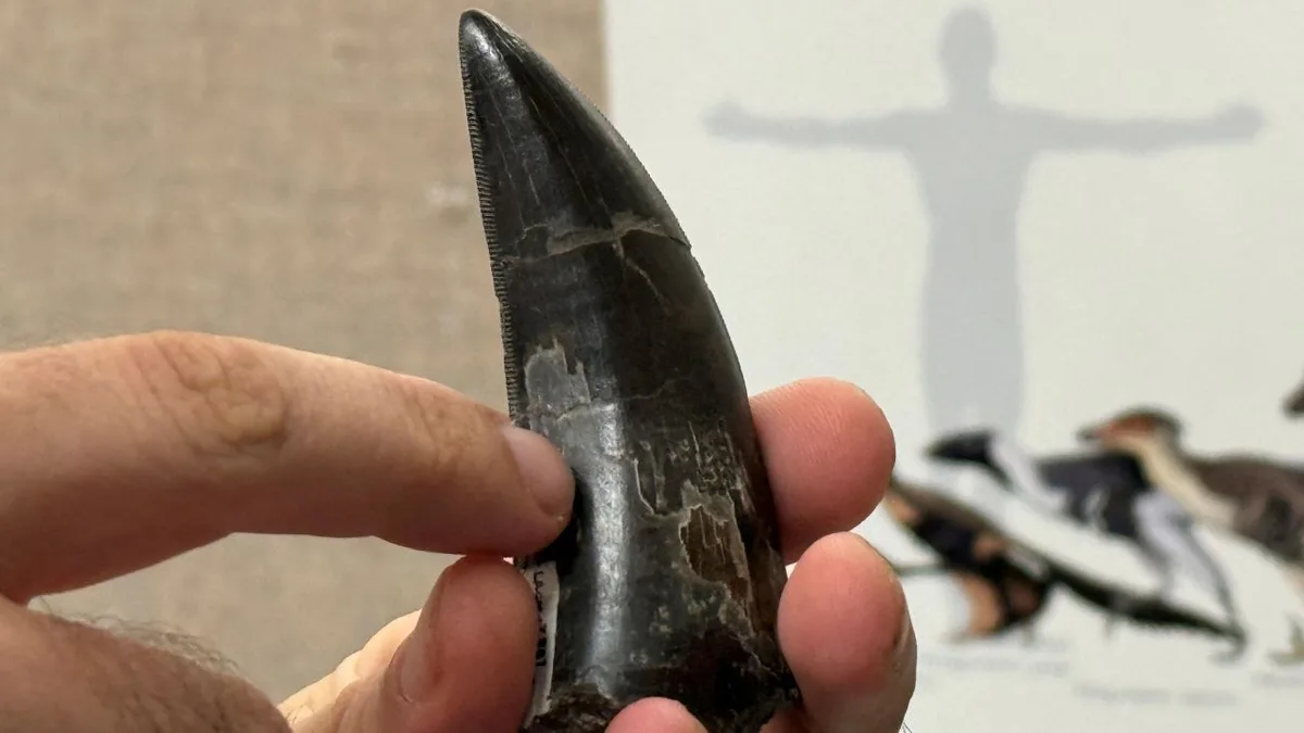 Dentes indicam que Tiranossauro rex mantinha corpo aquecido