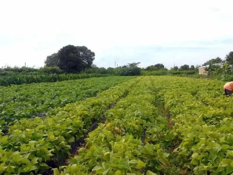 Governo libera crédito extraordinário para alimentação e comunidades indígenas