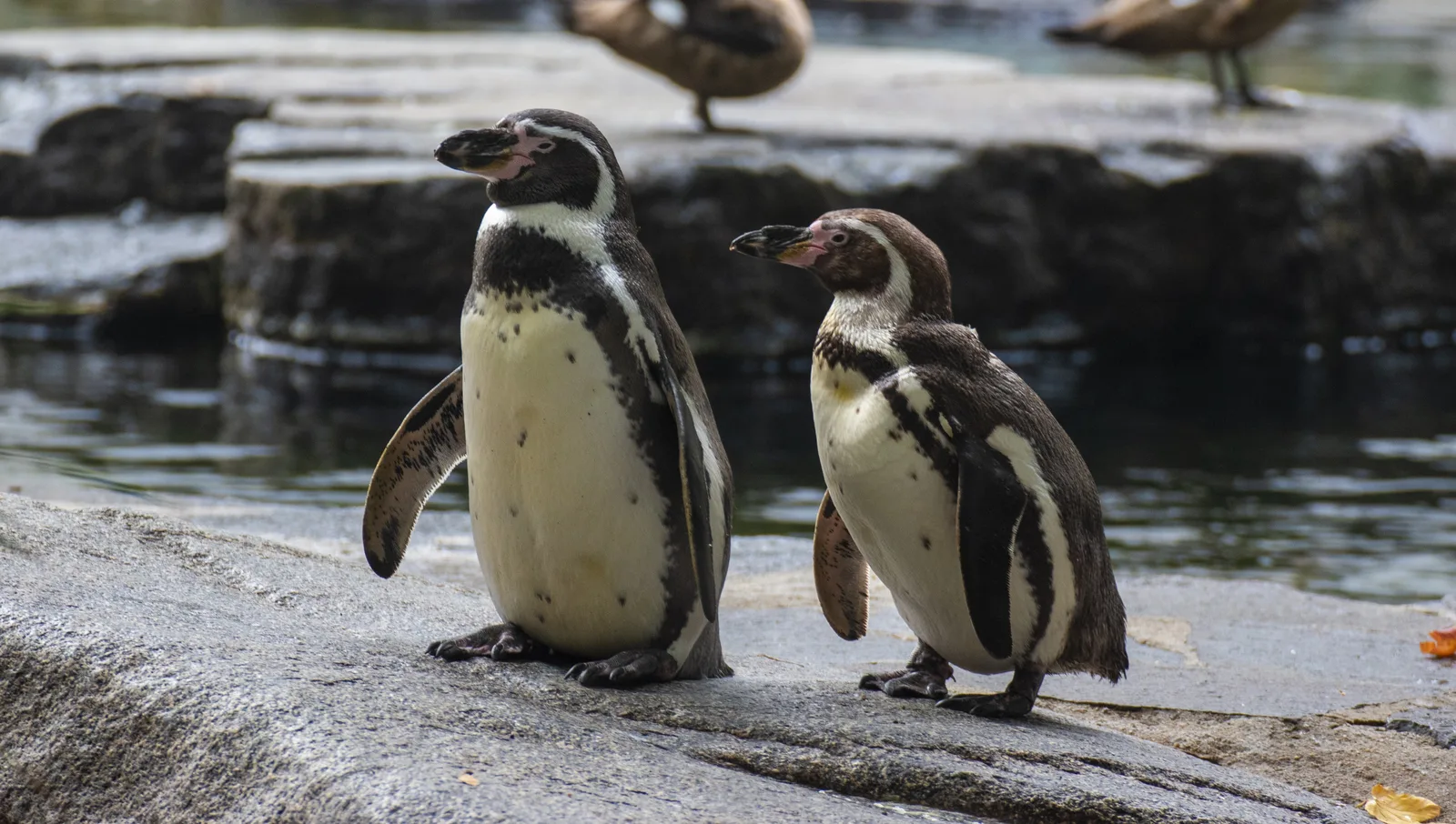 Coletes com cobre protegem pinguins feridos durante recuperação no Chile