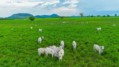 UE defende suspensão de carnes brasileiras e aguarda adequação sanitária