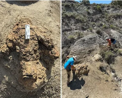 Digitalização revela como um T. rex adulto se deslocava há 66,5 milhões de anos