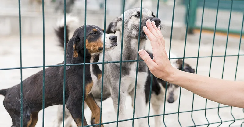 Dino rejeita castração obrigatória para criadores de cães e gatos em São Paulo
