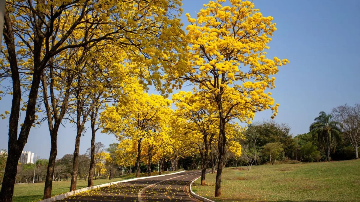 Primavera terá calor acima da média e chuva desigual no Brasil