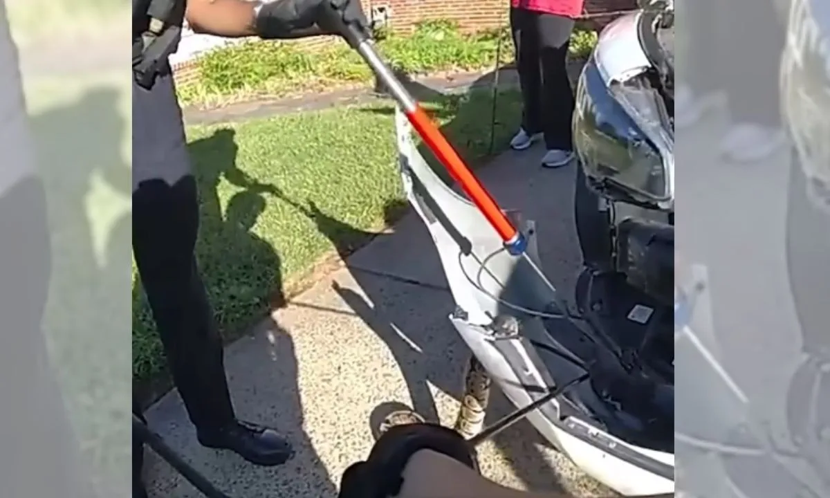 Píton-bola é retirada de para-choque de carro no Tennessee