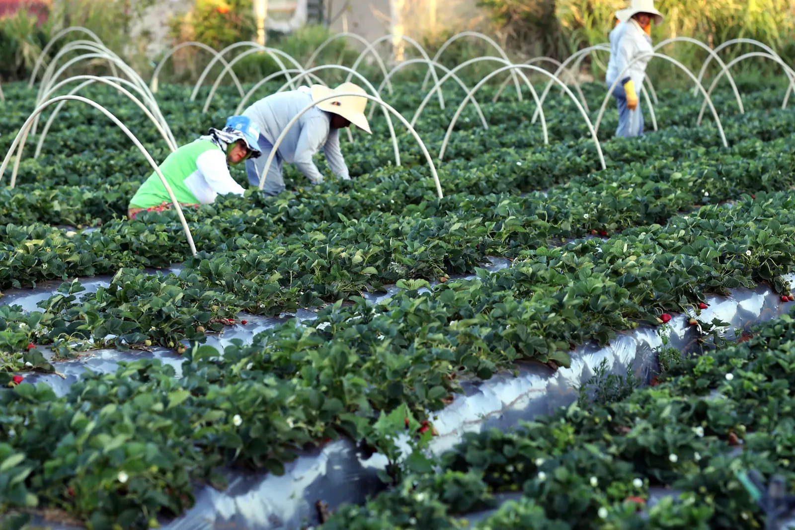 MDA do Rio Grande do Sul lança guia contra riscos do El Niño