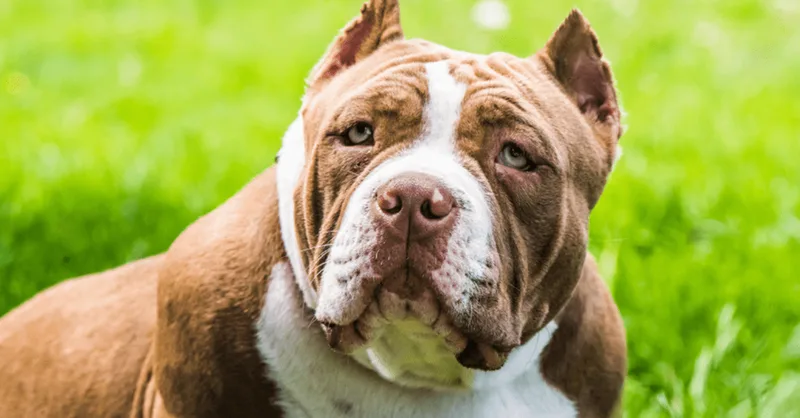 Tutor de pitbull é condenado após ataque que amputou parte da orelha de outro cão