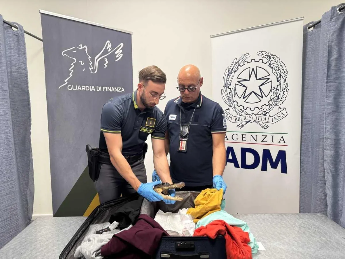 Cabeça de crocodilo é apreendida na bagagem de passageiro em Turim