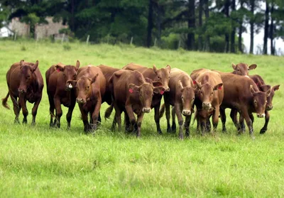 Conversão de campos nativos avança mais no Pampa gaúcho que nos países vizinhos