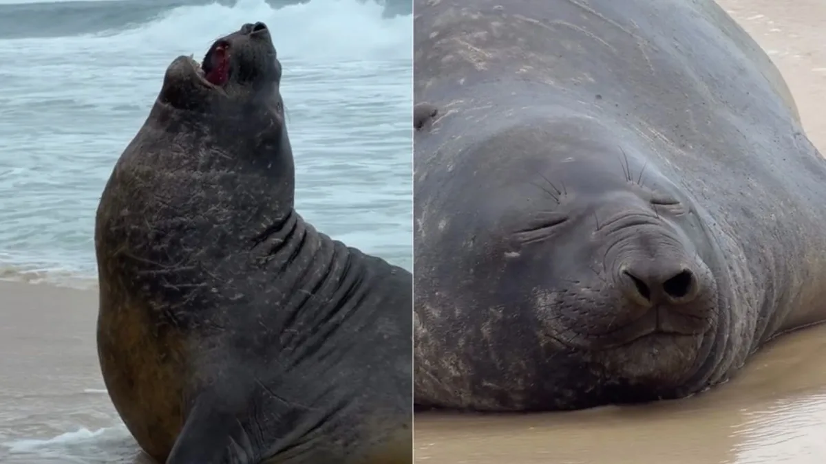 Elefante-marinho é visto na Praia de São Conrado, no Rio de Janeiro