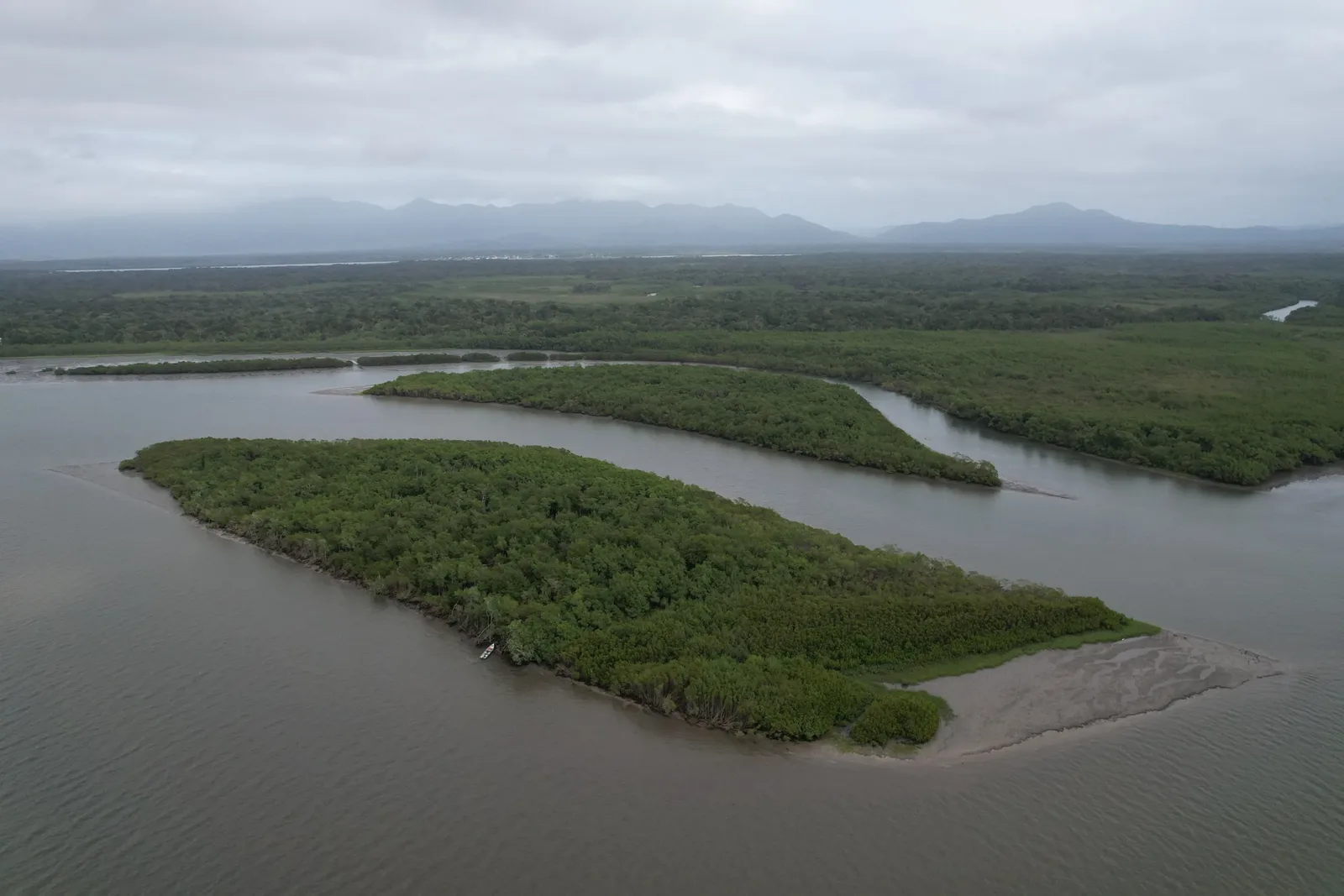 Aquecimento eleva emissão de metano em manguezal, indica pesquisa da USP